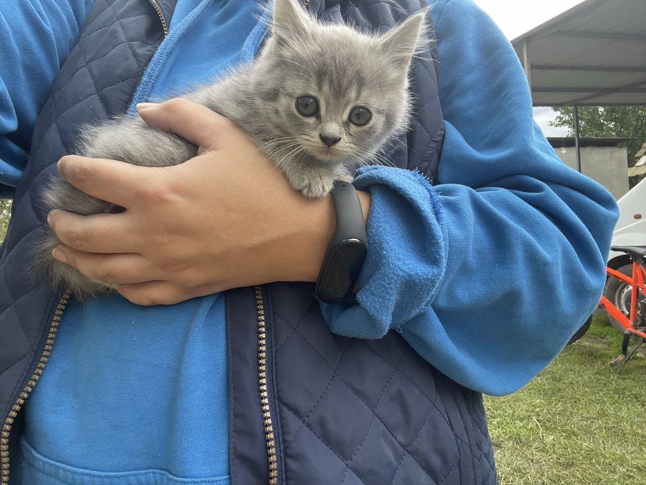 Віддам в добрі руки