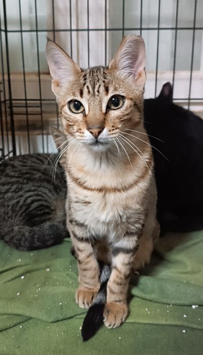 Gatinha para adoção, 4 meses.