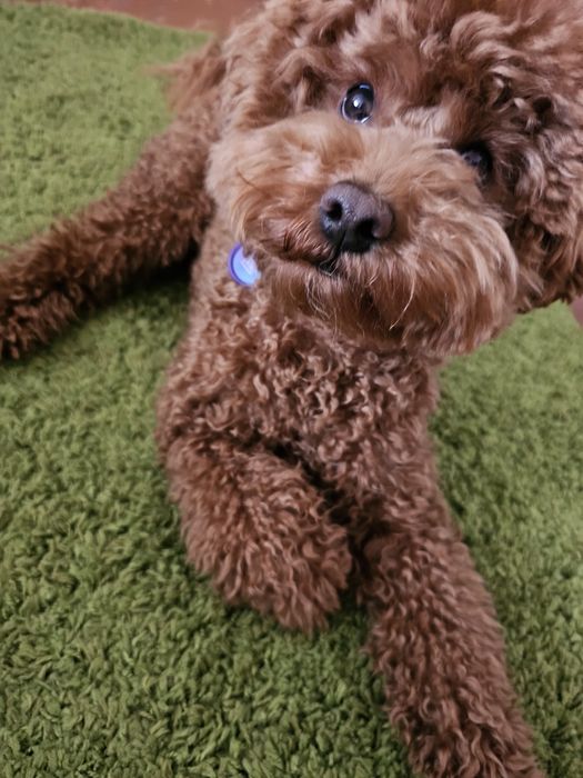 В'язка той пудель