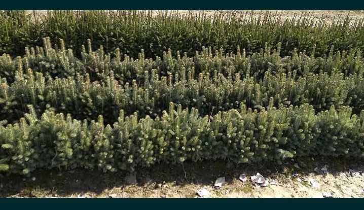 Swierk pospolity ładny