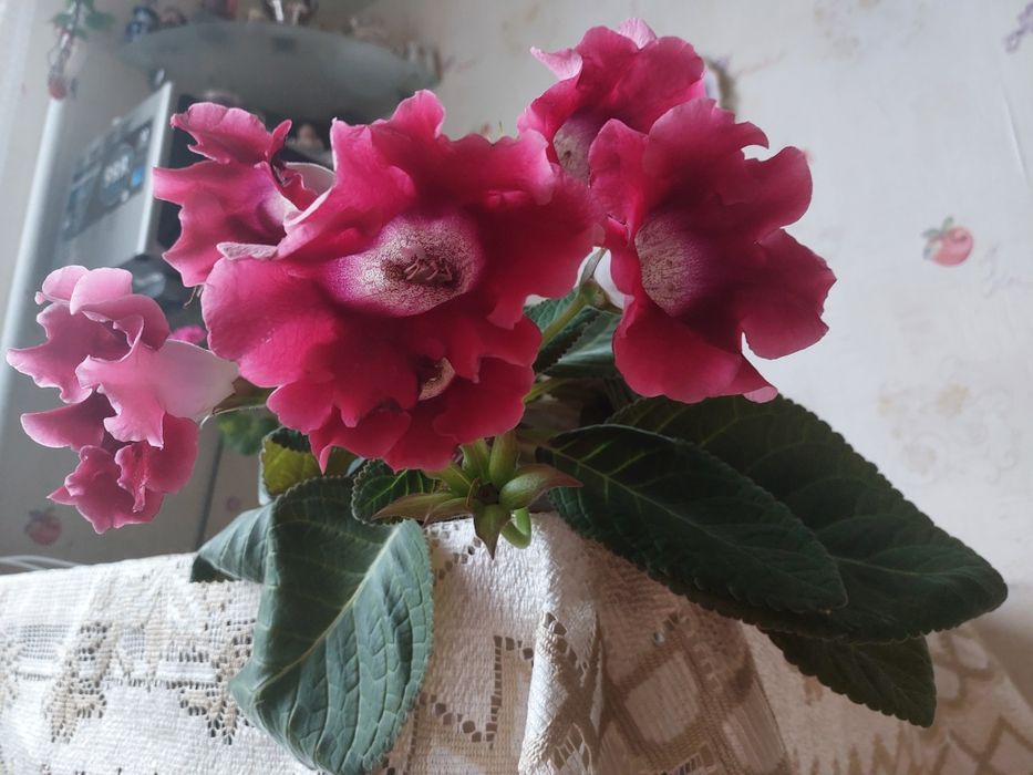 Глоксинія квітка домашня