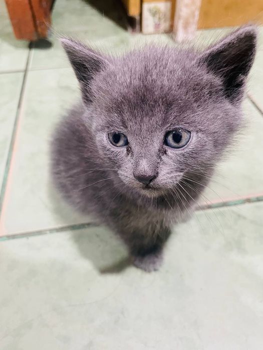 Віддам кошенят в добрі руки