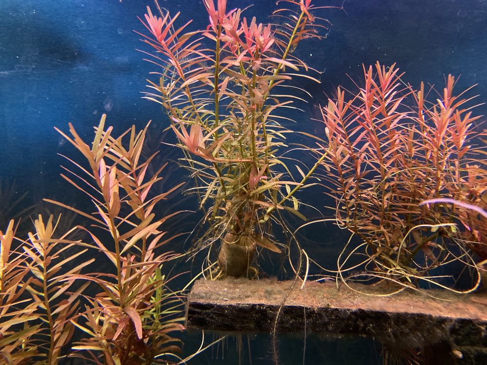 Rotala "Vietnam H'ra"