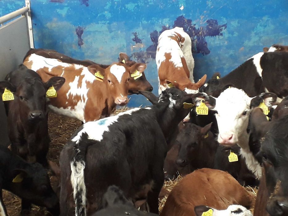 Jałówki HF na krowę, mleczne , Byczki, Jałówki Mięsne, transport