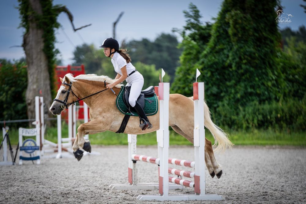 Klacz haflinger, 13 lat, sprzedaż