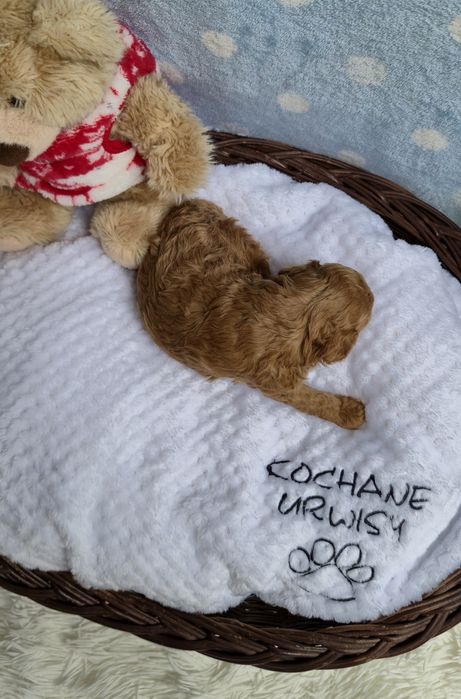 Cudowny chłopczyk Pudel Toy Red - Rodzice przebadani genetycznie