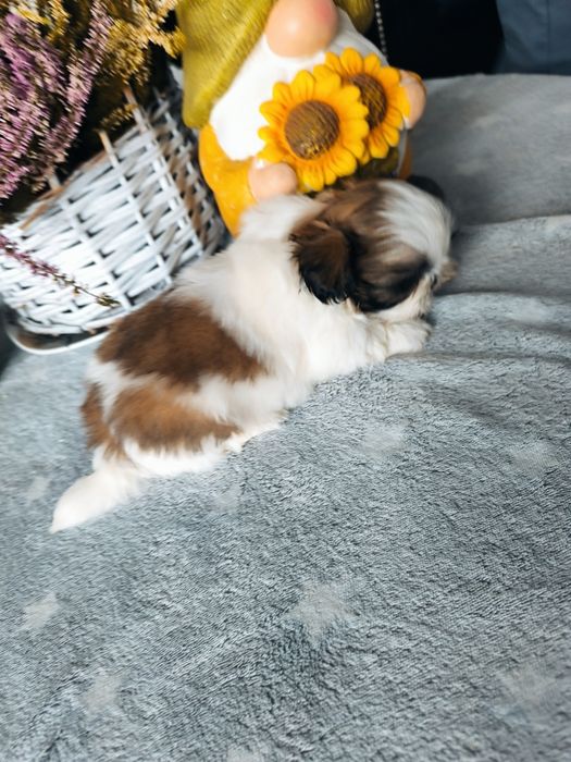 Piękna suczka shih tzu rodowód 4 pokoleniowy zhpr wyprawka chip umowa