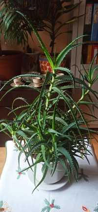 Aloes drzewiasty leczniczy 8 lat (donica ceramiczna za dopłatą)