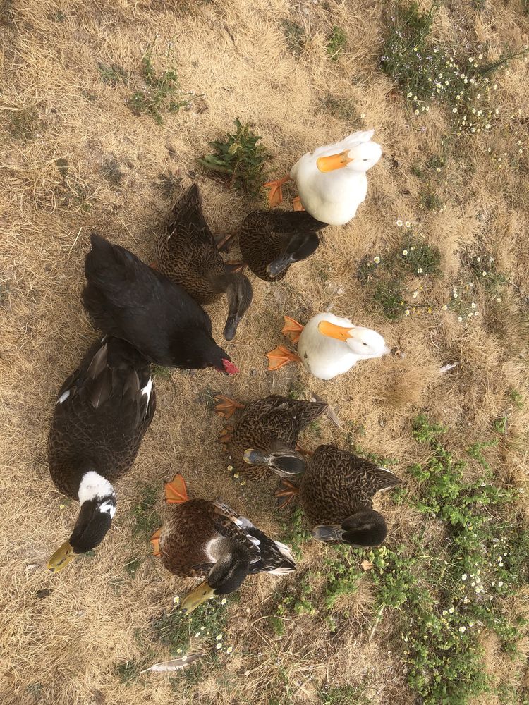 4 patos rouen para despachar