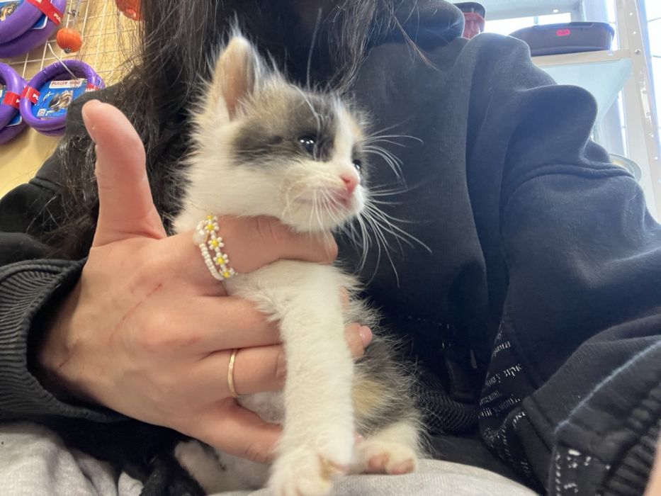 Кошеня ДІВЧИНКА котенок Малишка 1,5 місяці