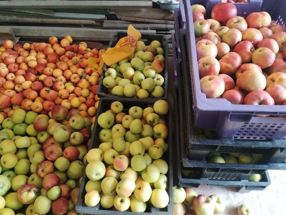 Яблука з власного саду різних сортів