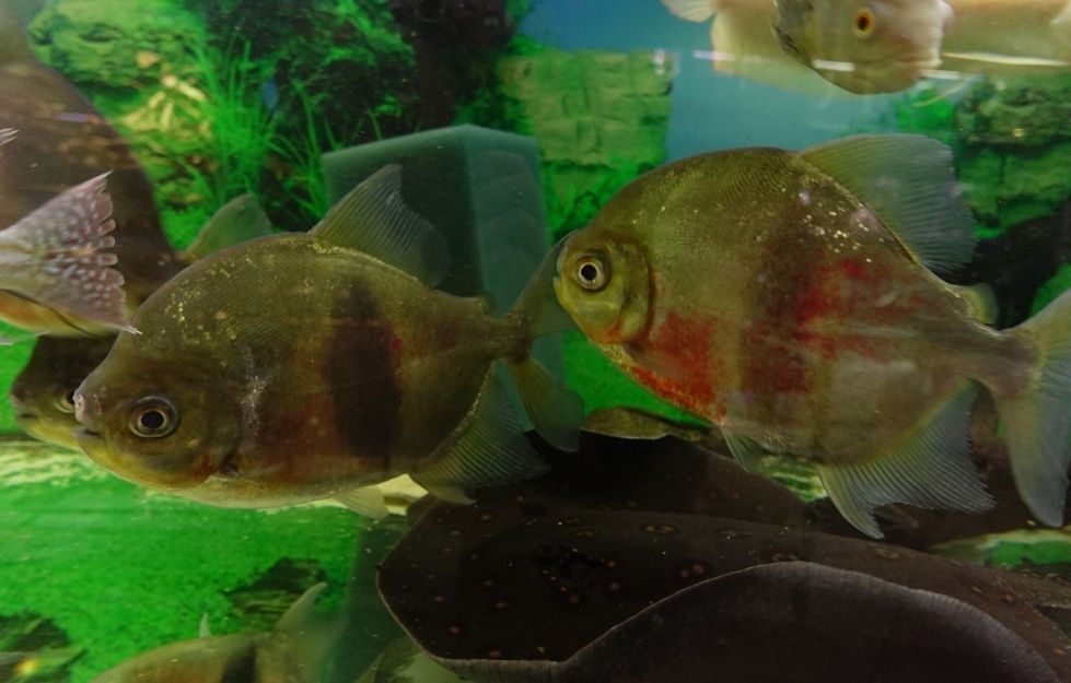 Myleus schomburgkii około 25 cm wide bar od Neon Zoo