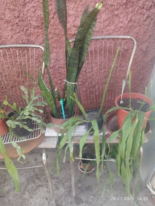 Продам недорого кімнатні рослини