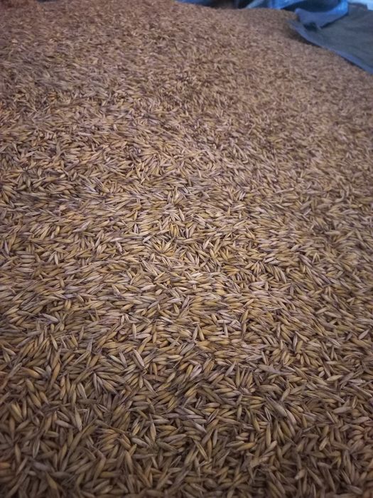 sprzedam owies tegoroczny