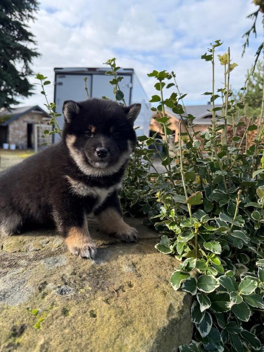 Shiba inu szczeniaczek