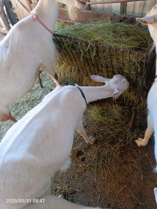 Продам козу дійну