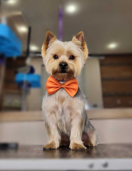 Грумінг/ ультразвукова чистка зубів /Центр/ДНІПРО/ БЕЗ СТРЕСУ