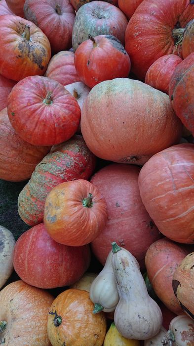 Sprzedam dynie bardzo dobrej jakości