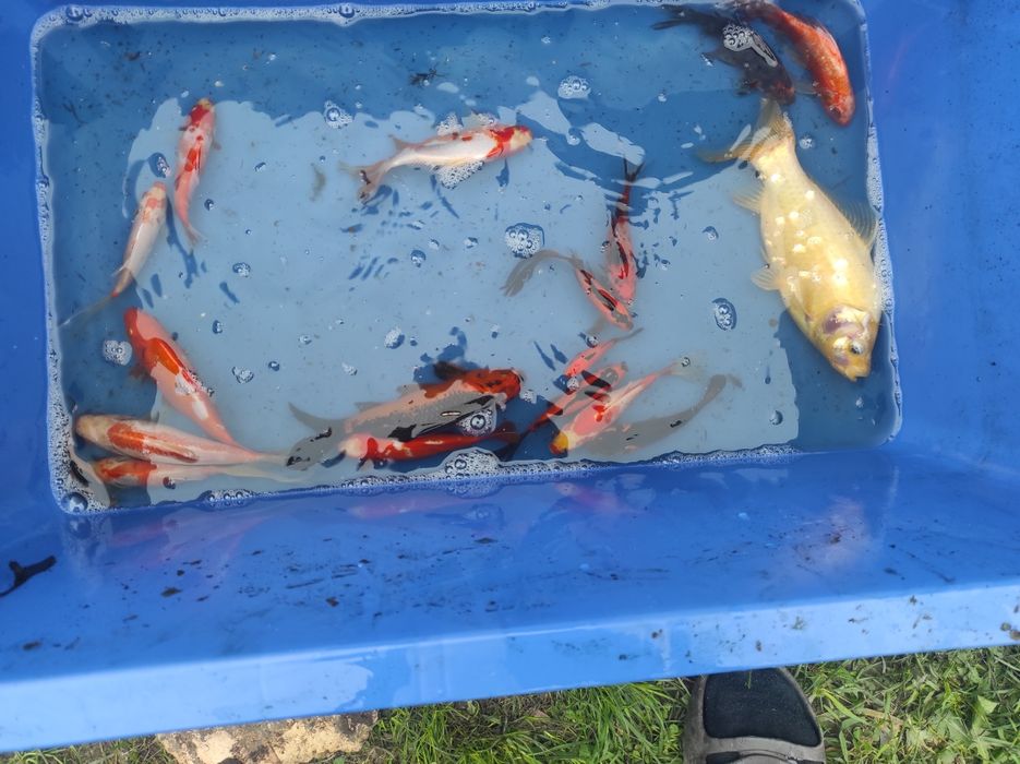 Karasie kolorowe do oczka wodnego