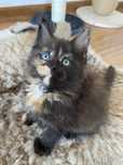 Maine coon kotka po dużych rodzicach czarny szylkret