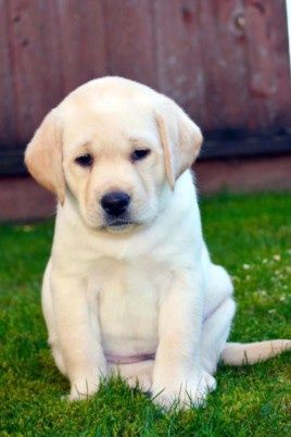 Элитные щенки Питомника Лабрадор Ретривер доставка по Украине