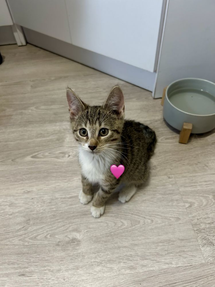 Kocia rodzinka szuka swoich ludzi!