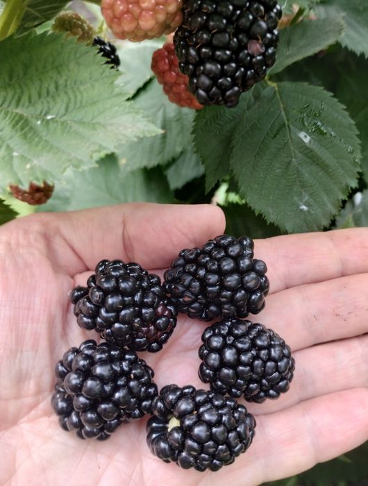 Продам саженцы ежевики разных сортов