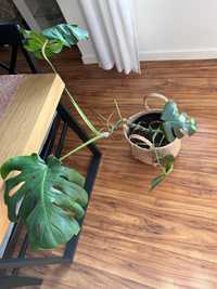 Monstera szuka nowego domu