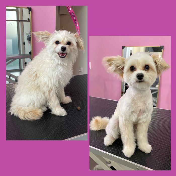 Psi Fryzjer z Doświadczeniem - Pielęgnacja z Miłością