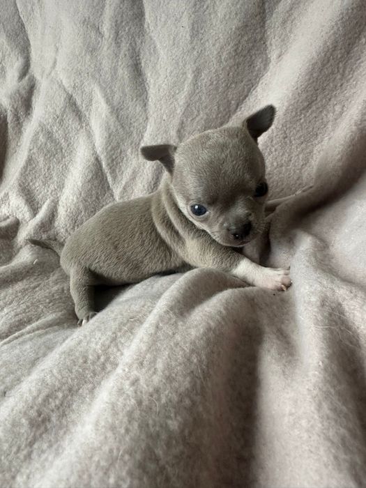 Chihuahua miniatureczka Liliowa dziewczynka ze skarpetkami z rodowodem