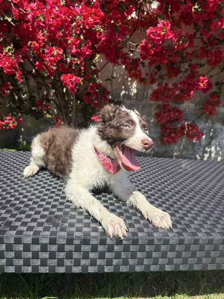 Border Collie Castanha