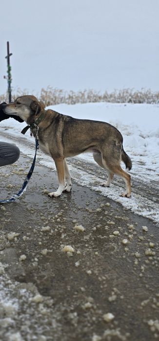 Notti wrażliwa sunia