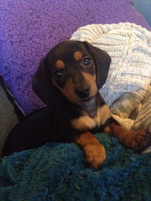 Такса дівчинка — ідеальний друг для сім'ї!