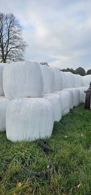 Sprzedam Bele z  sianokiszonki