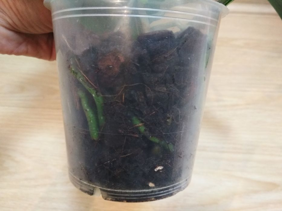 Орхидея фаленопсис, пелор оранжевая