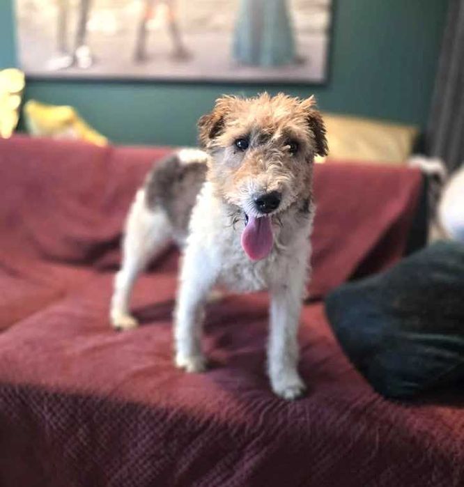 Cudny, kochany, bezdomny foxterier prosi o dom