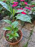 Planta de Maracuja Roxo