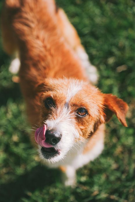 Cão macho para adoção responsável