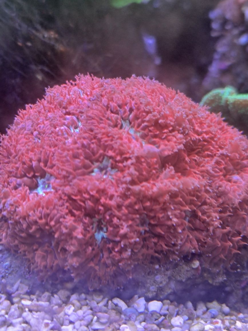 Blastomusa czerwona koralowiec morskie