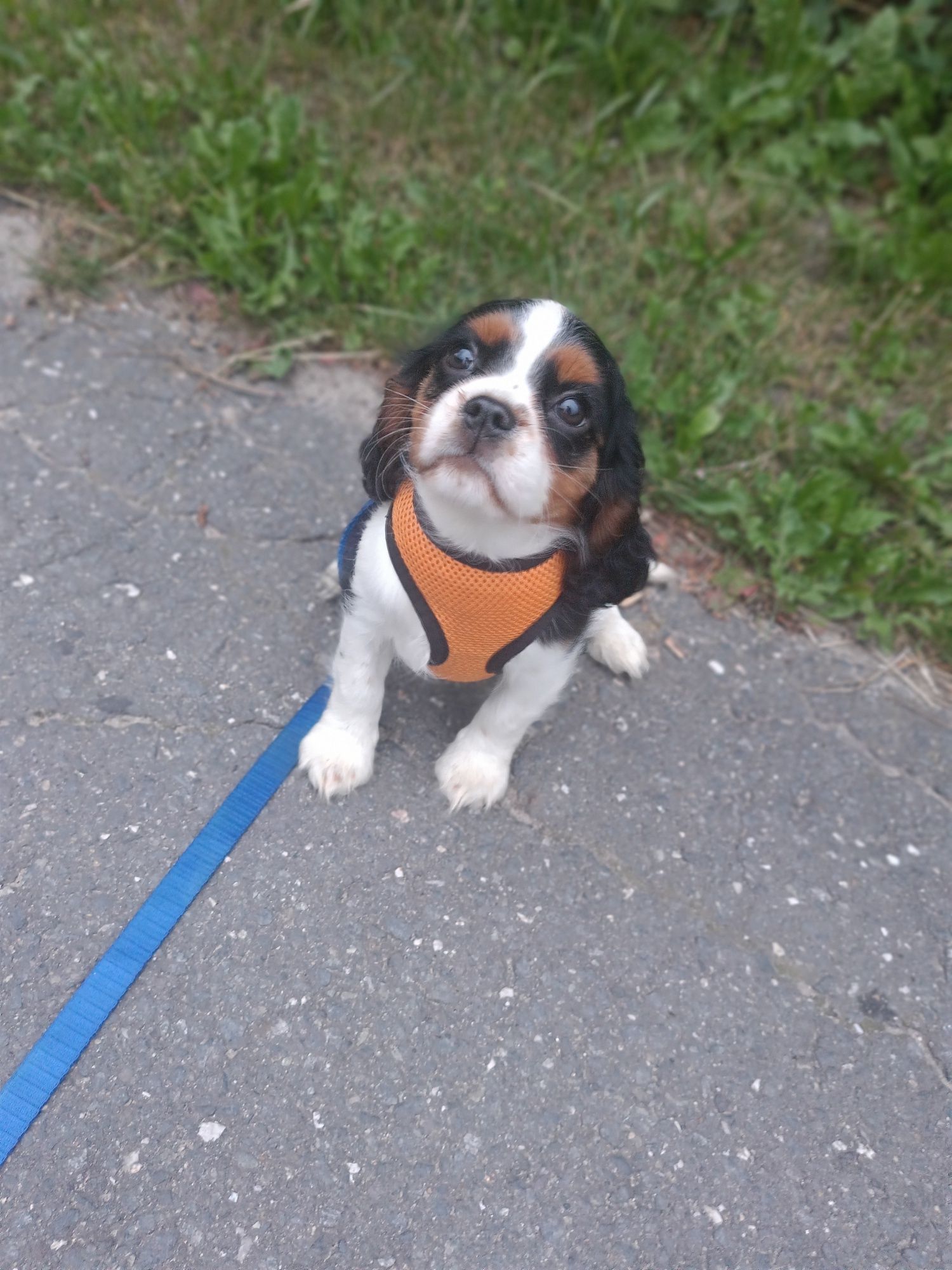 Cavalier King Charles Spaniel nie cavapoo
