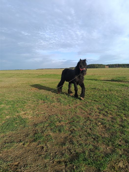 Ogier sztum reproduktor