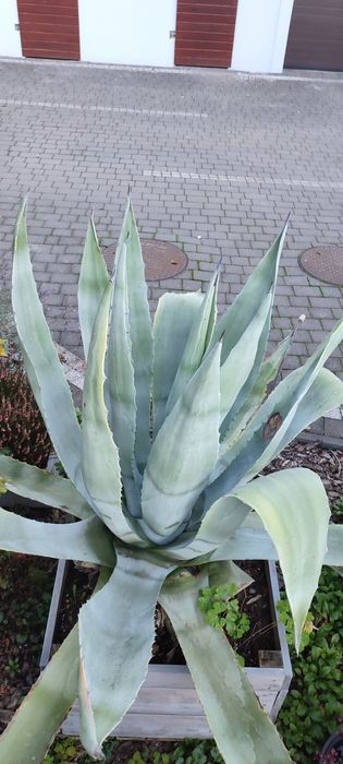 Agawa ameryka, agava franzosinii