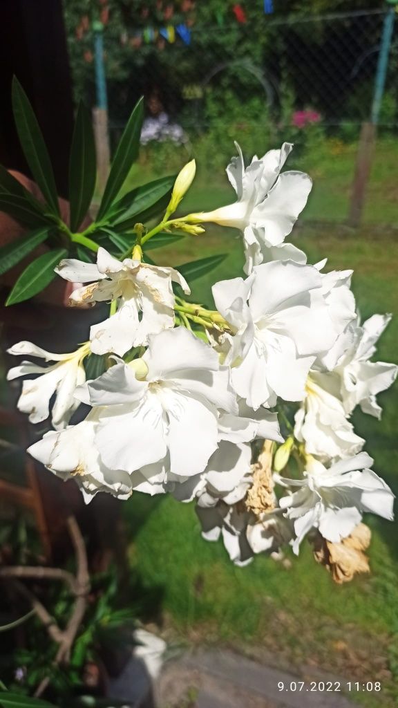 Oleander biały pełny