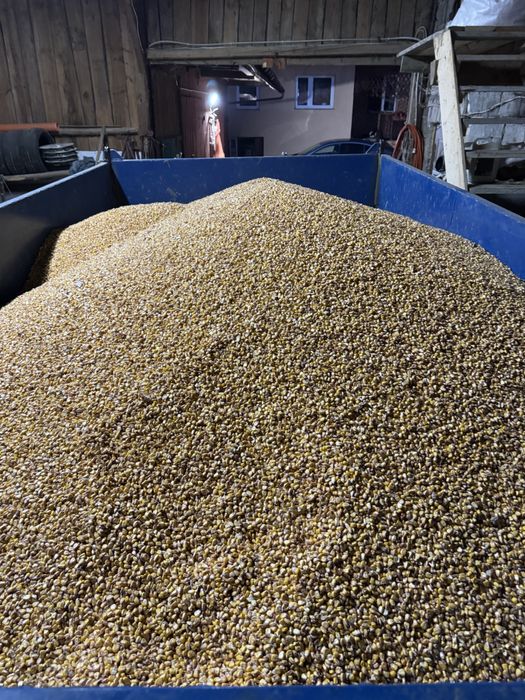 Kukurydza tegoroczna