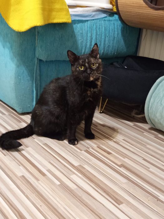 Mam cukrzycę co zmniejsza szanse na dom :(