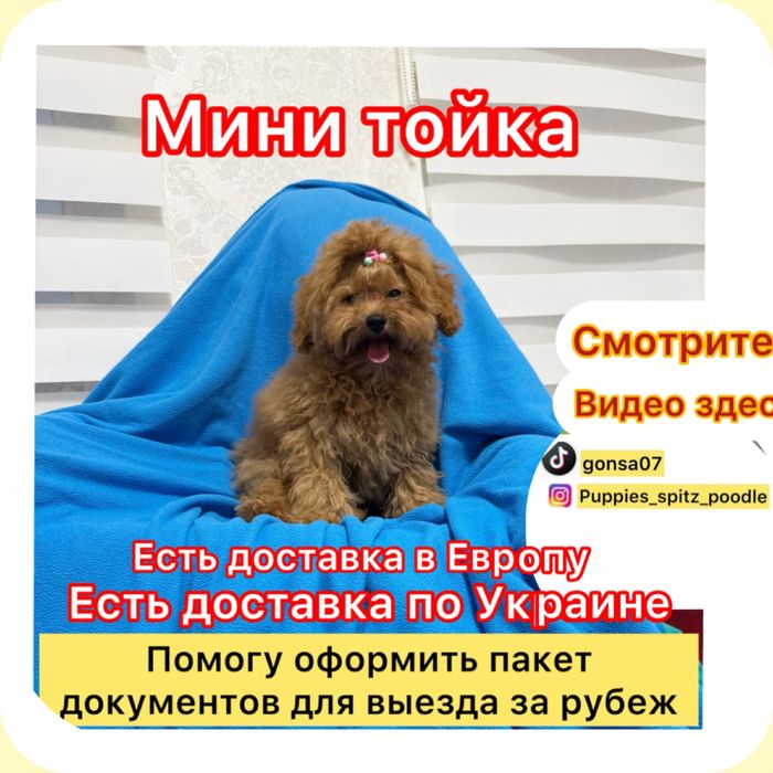 ‼️ Кукольная ‼️ Девочка мальтипу мини 100 %!‼️Родители свои