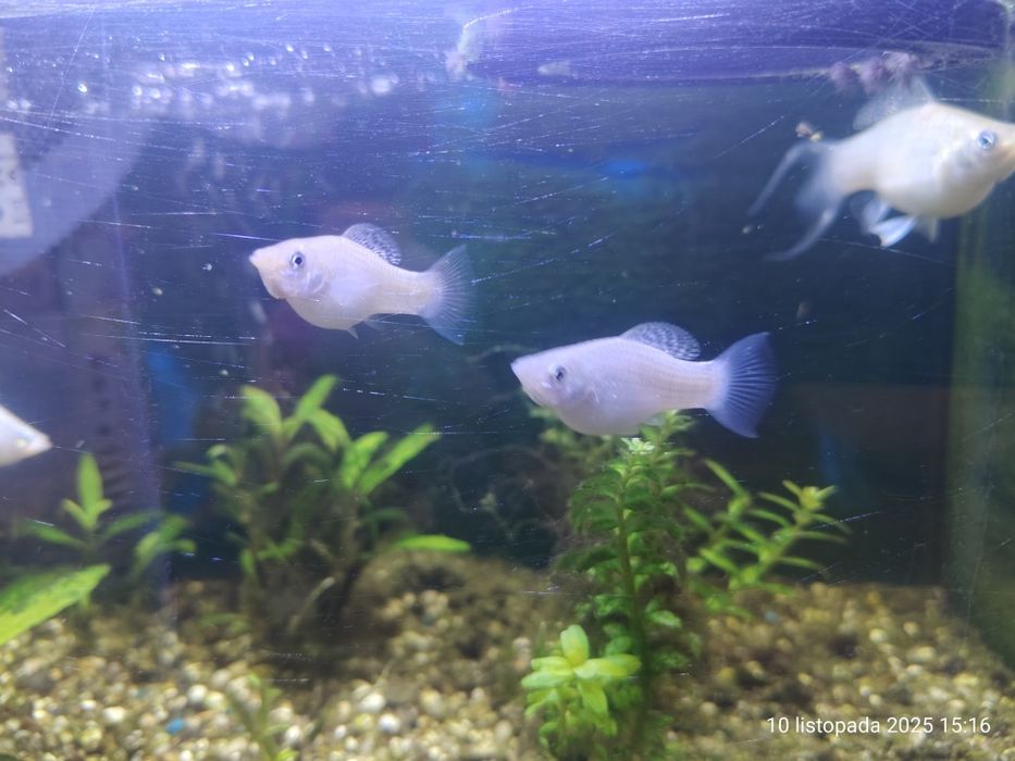 Młode białe molinezje