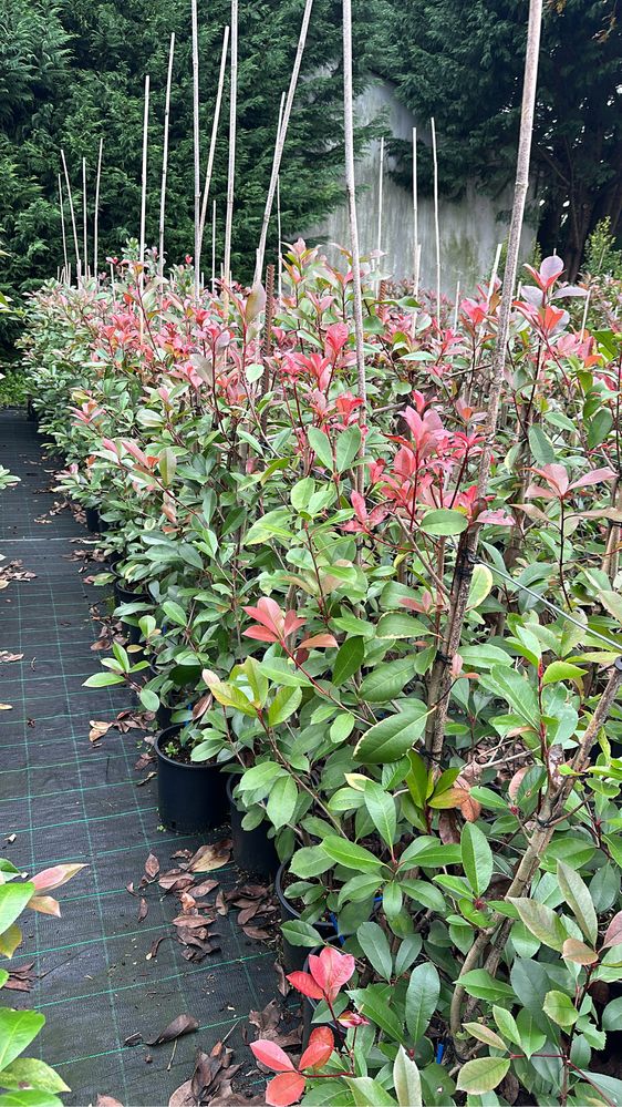 Photinia Red Robin / Carre Rouge -50CM - 100cm - 150cm