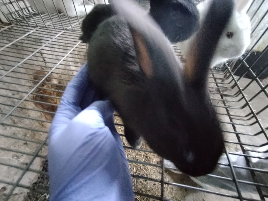 Vendo coelhos com 2 meses de idade