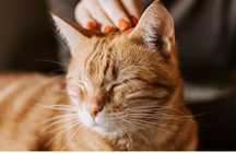 Petsitting/gatos